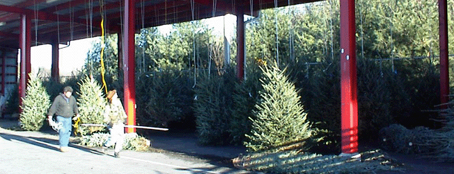 asheville.com news: Christmas Trees.