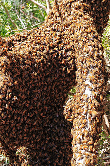 asheville, BEEware, It's Honeybee Swarming Season!