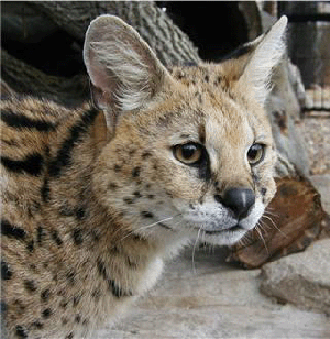 Asheville.com news: Serval at WNC Nature Center