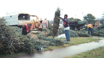 Dispose of leaves, brush, or Christmas trees - The City of Asheville